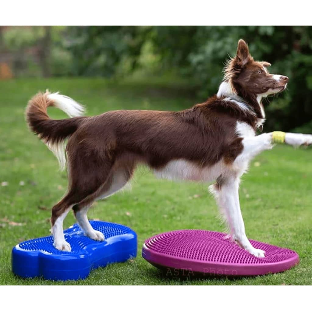 FitPAWS Dieren balansmat K9FITbone hemelsblauw PVC FPK9BONEBL is nu te koop bij PeponiXL, paradijselijk wonen!