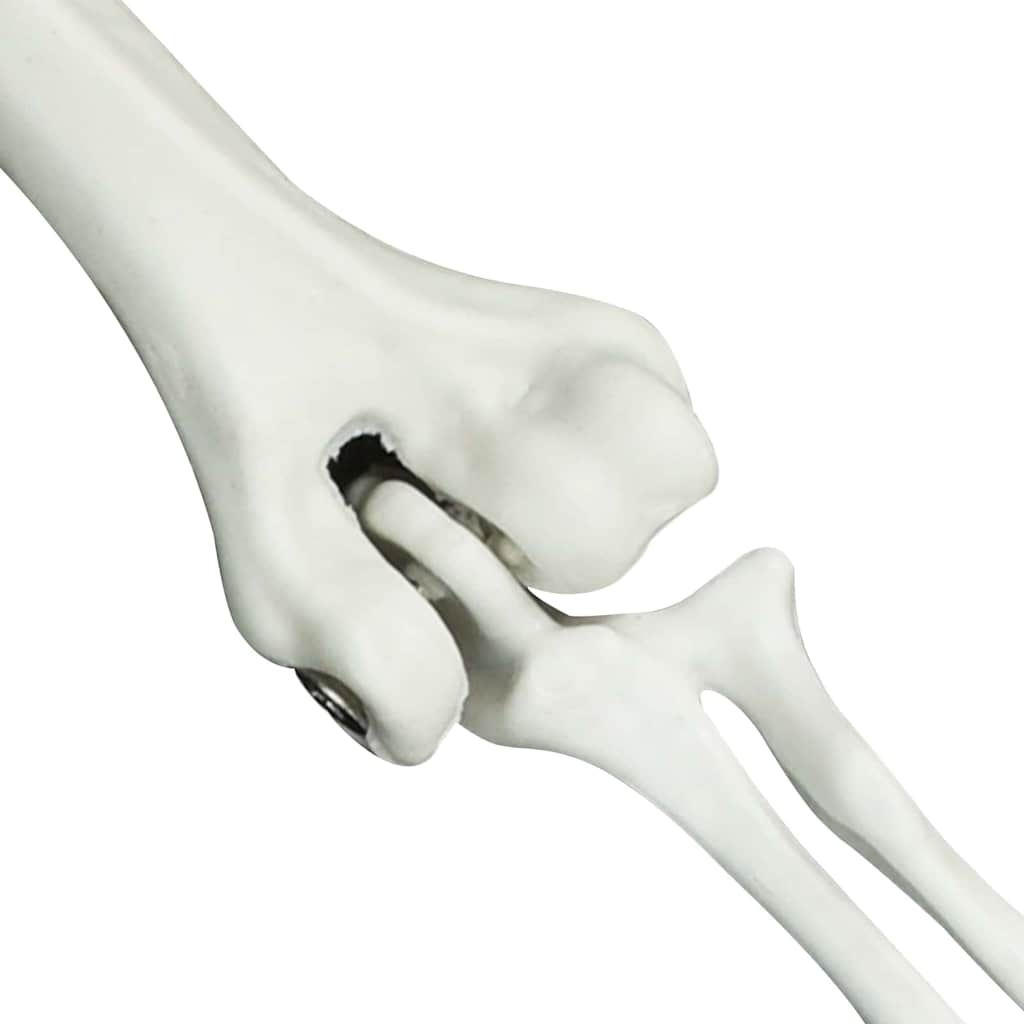 Halloween Skelet Wit 45,5 x 13 cm Kunststof is nu te koop bij PeponiXL, paradijselijk wonen!