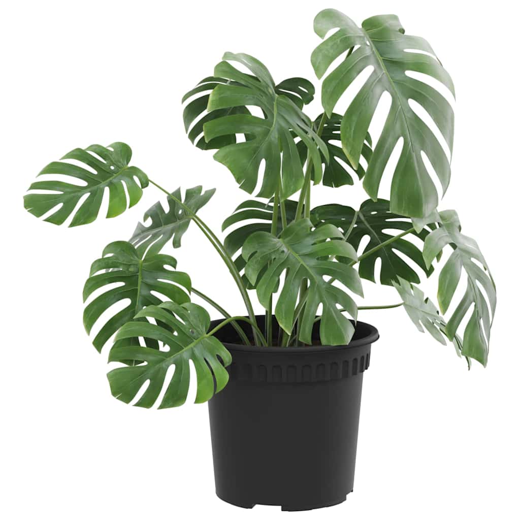 Ronde Bloempot 6 pcs Zwart Ø 15 x 12 cm Kunststof is nu te koop bij PeponiXL, paradijselijk wonen!