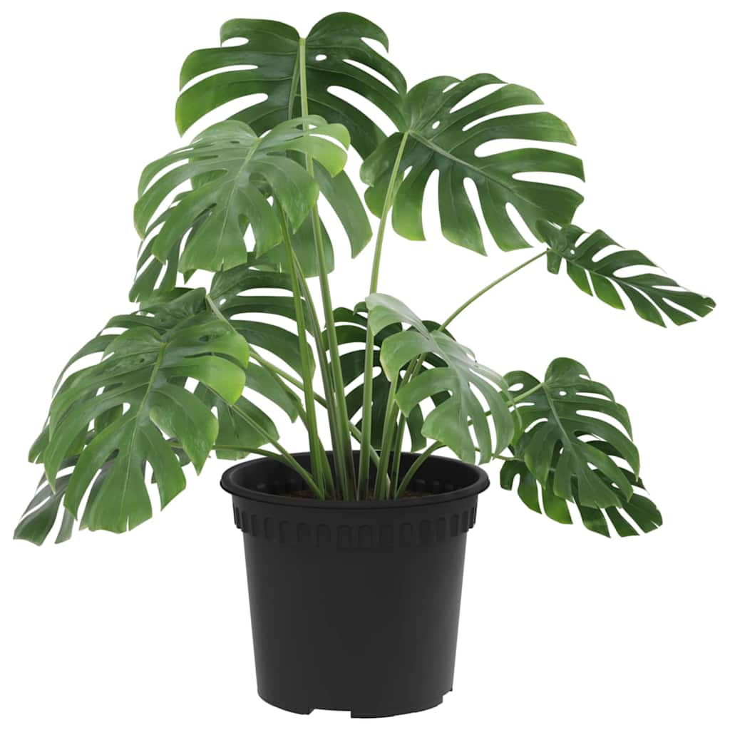 Ronde Bloempot 24 pcs Zwart Ø 12,5 x 10 cm Kunststof is nu te koop bij PeponiXL, paradijselijk wonen!