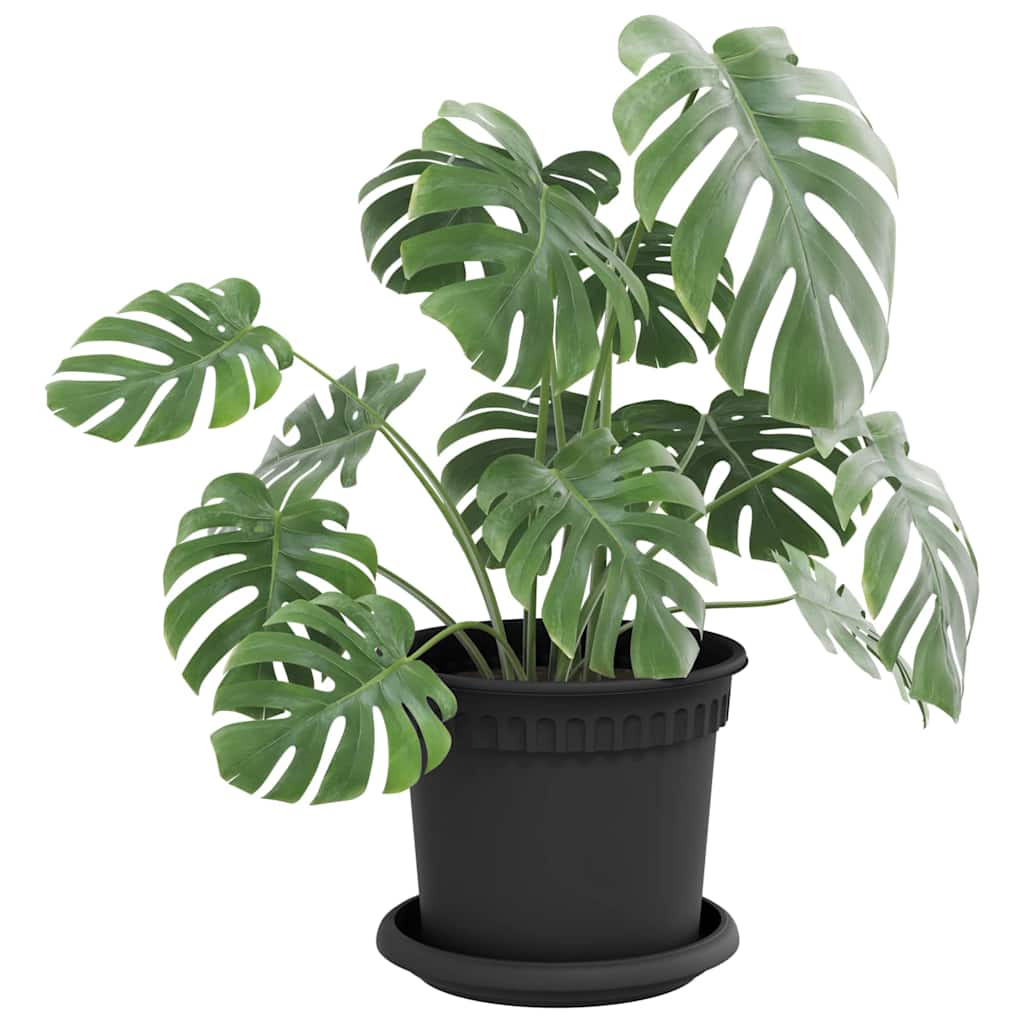 Ronde Bloemenschalen 6 pcs Zwart Ø 15,5 x 2 cm Kunststof is nu te koop bij PeponiXL, paradijselijk wonen!