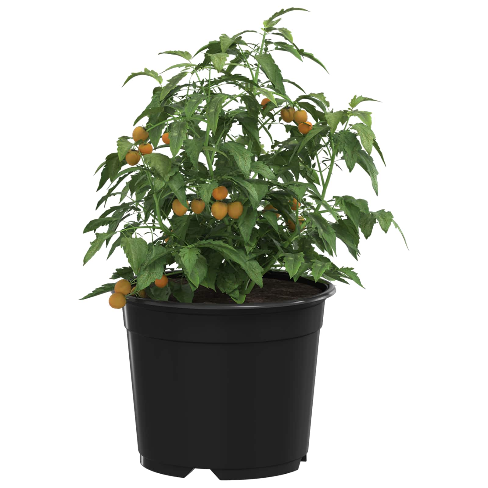 Ronde Bloempot 50 pcs Zwart Ø 10 x 8 cm Kunststof is nu te koop bij PeponiXL, paradijselijk wonen!